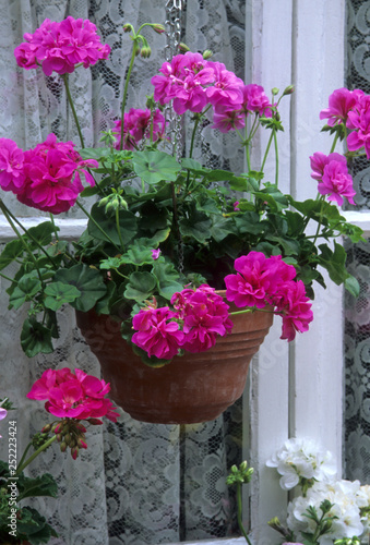 Pélargonium lierre en suspension