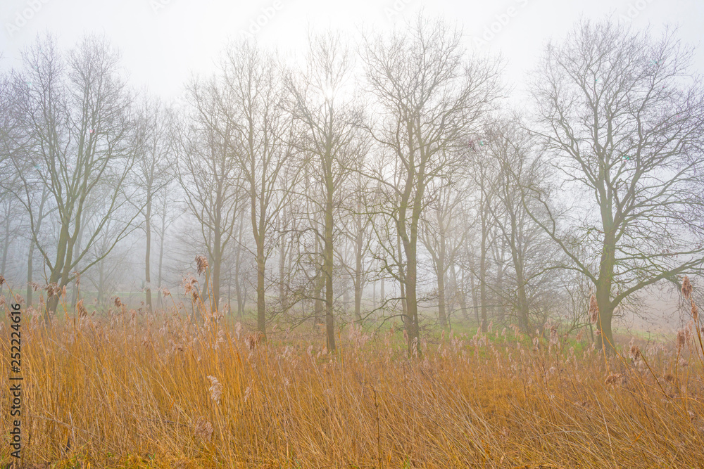 Trees in a foggy field in sunlight in winter Trees in a foggy field in sunlight in winter