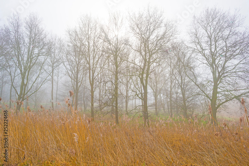 Trees in a foggy field in sunlight in winter