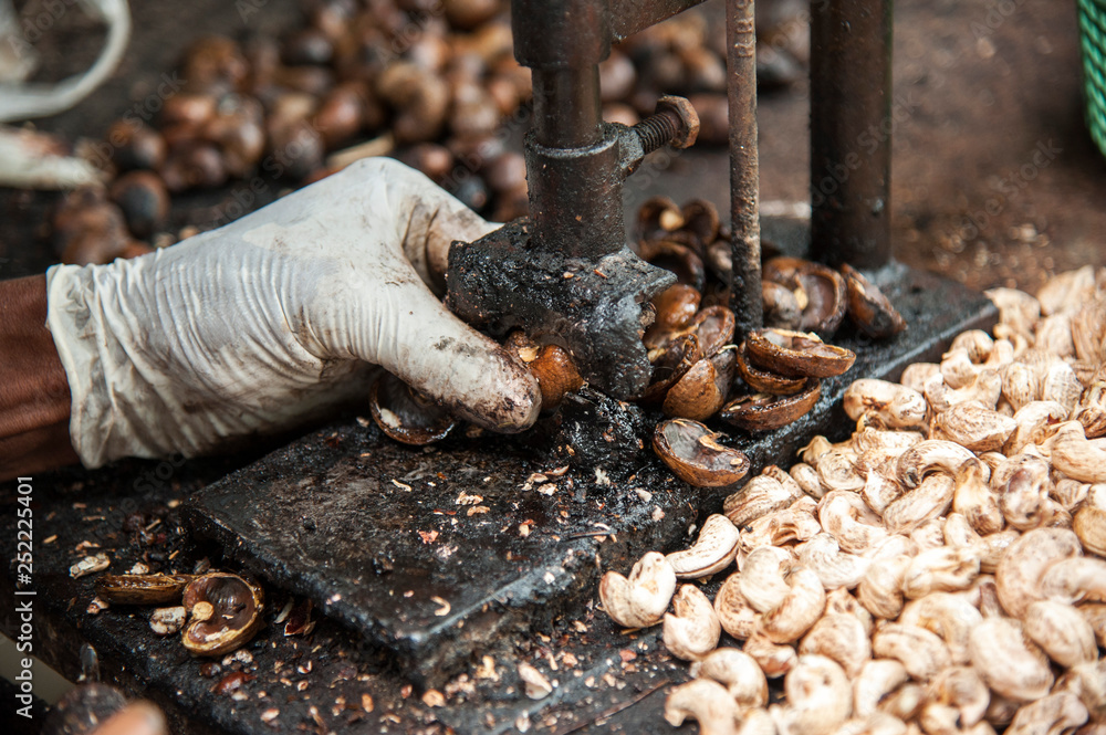 Raw cashew nut wes cracked by machine in Thailand Raw cashew nut wes cracked by machine in Thailand