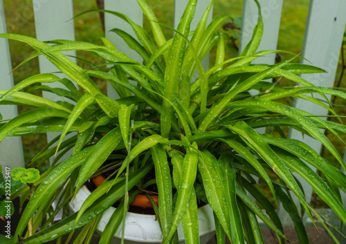 Spider-plant - a beautiful  easy-to-care houseplant  after rain.