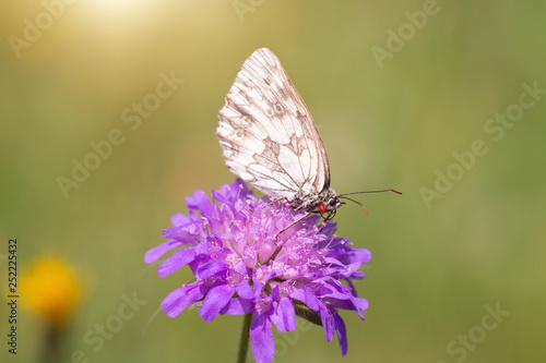 Schmetterling (Melanargia galathea)