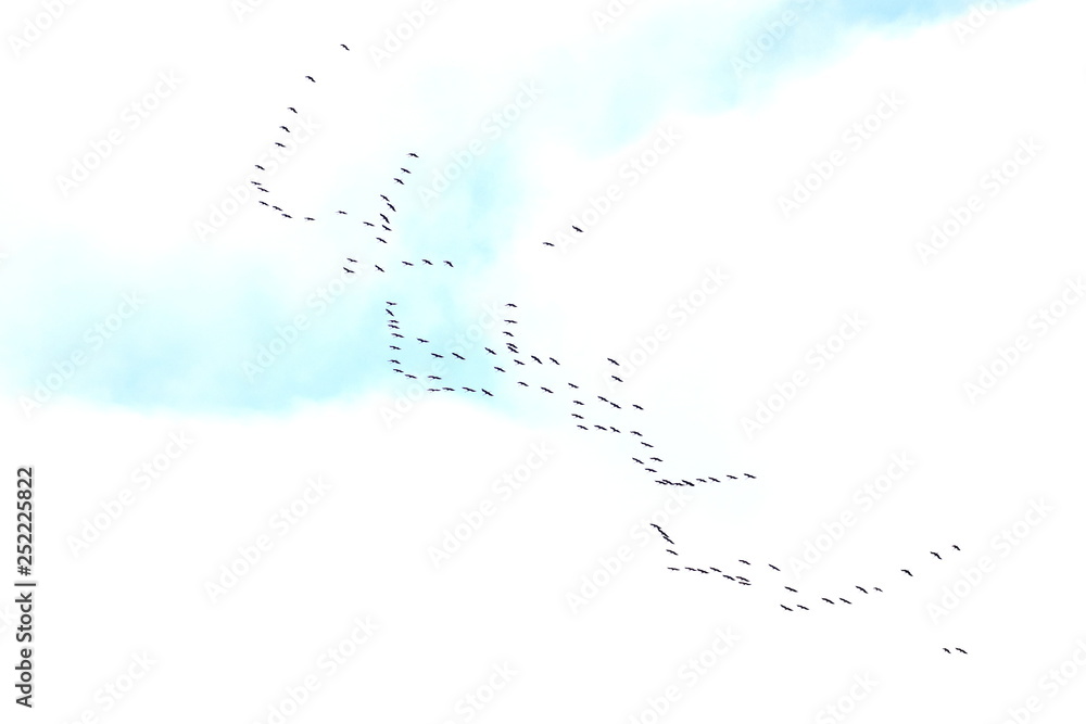 Flock of cranes in migration Flock of cranes in migration
