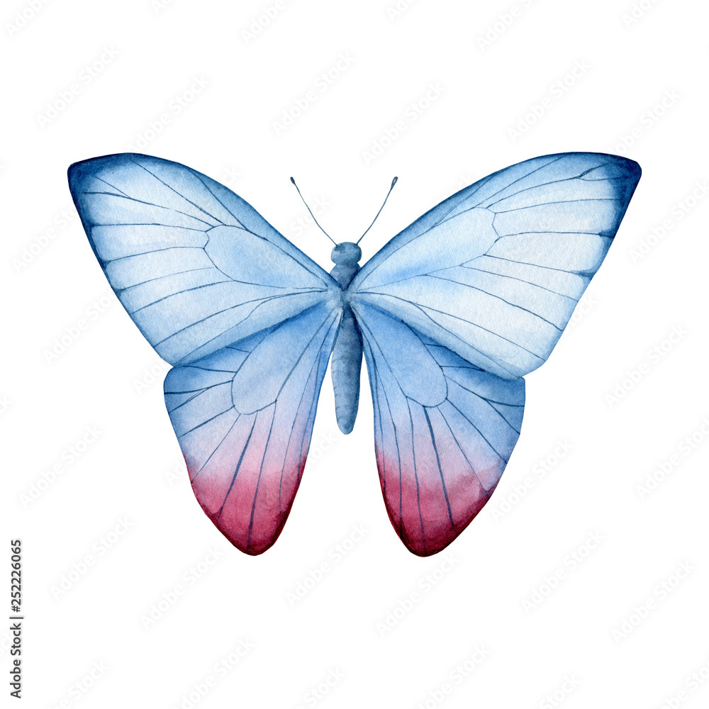 watercolor element butterfly watercolor element butterfly