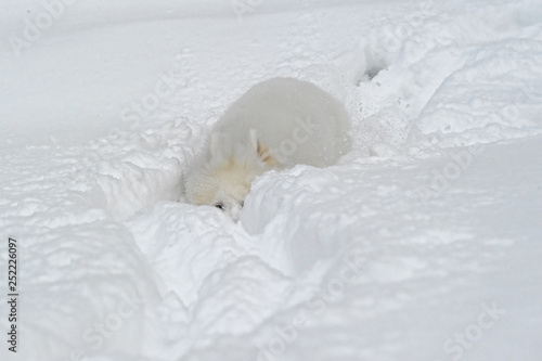 Samoyed puppy in the snow photo