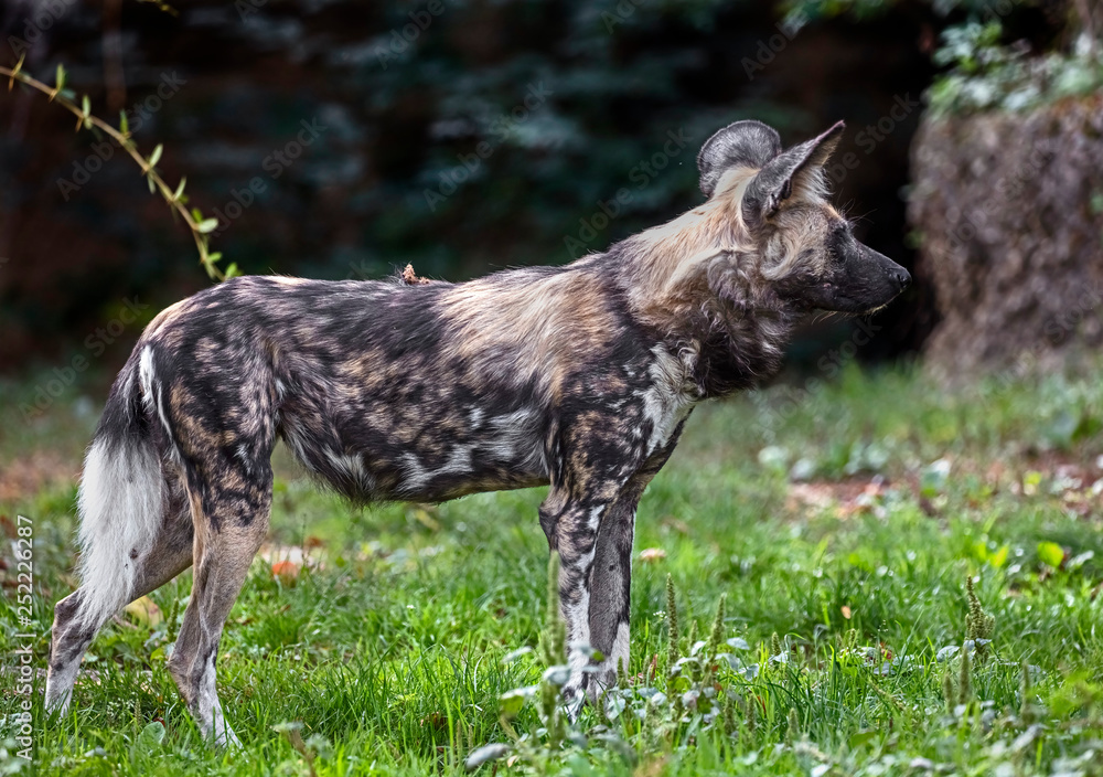African hunting dog. Latin name - Lycaon pictus African hunting dog. Latin name - Lycaon pictus