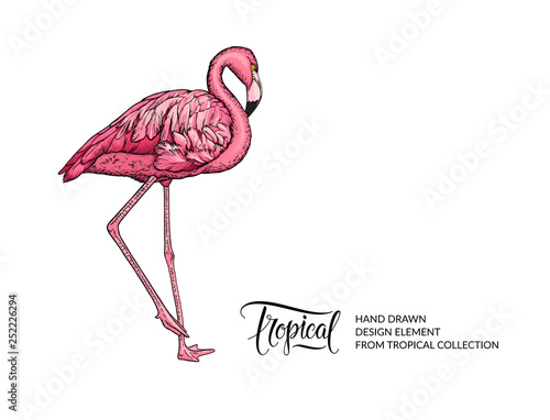 Vector pink flamingo isolated on white background. Tropical hand-drawn exotic bird. Flamingo illustration for summer poster, wallpaper, textile design, beach party decoration, logo. For print and web.