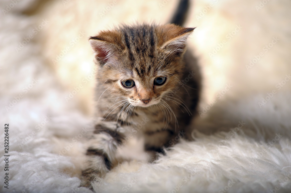 cute striped kitten on a light background