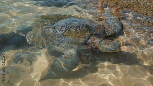 Close-up view of a turtle in the ocean. Sri Lanka ocean beach hikkaduwa in water wildlife tourist place photo