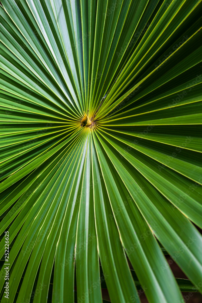 Obraz premium Palm leaf design, tropical Garden in Mauritius island. Graphic image, natural texture.