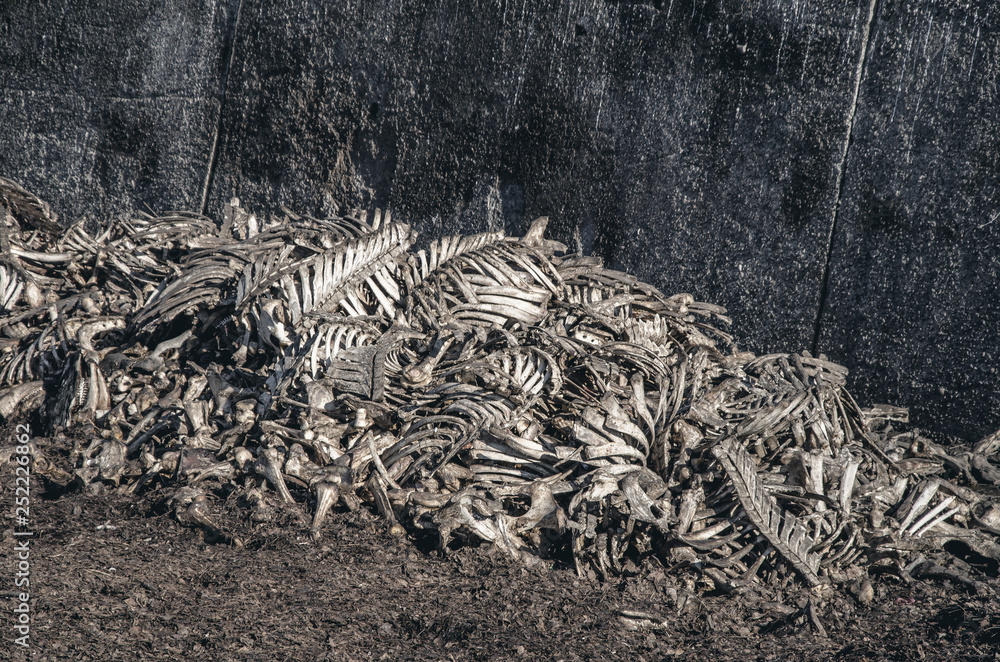 Bones of cows dumped in a large pile at a landfill. Disrespect, deadly business, eating meat Bones of cows dumped in a large pile at a landfill. Disrespect, deadly business, eating meat