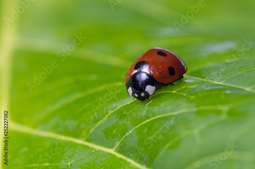 Ladybug on leaf © Bogusz