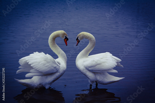 Fototapeta Naklejka Na Ścianę i Meble -  pair of swans