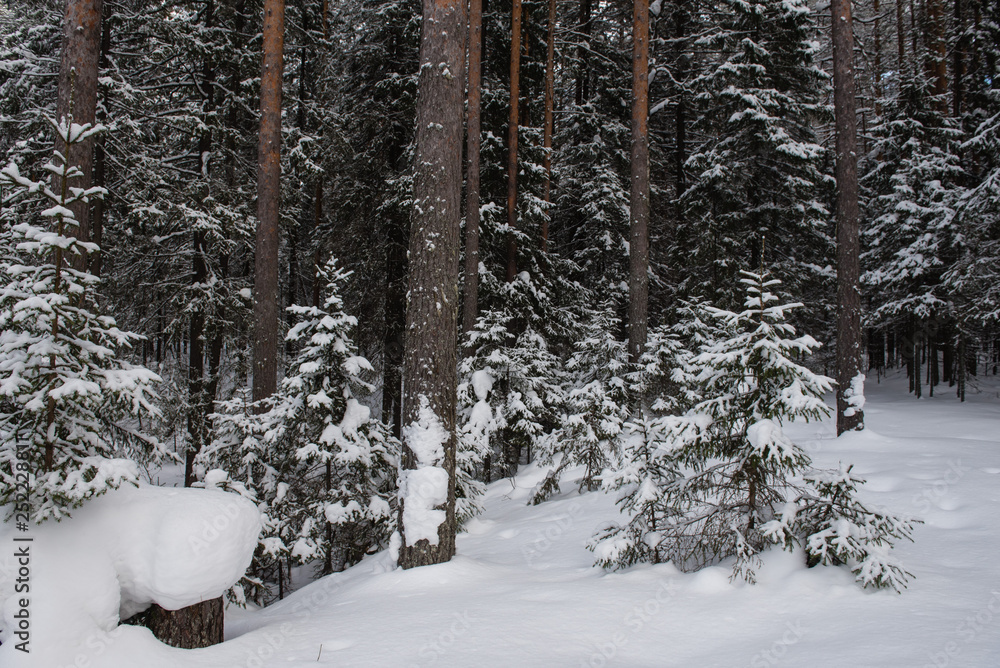 Fototapeta premium Winter in the wildwood.