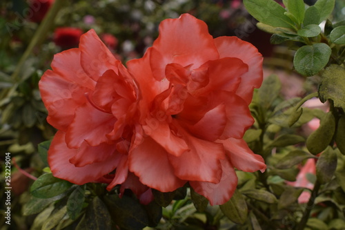 red flower in the garden