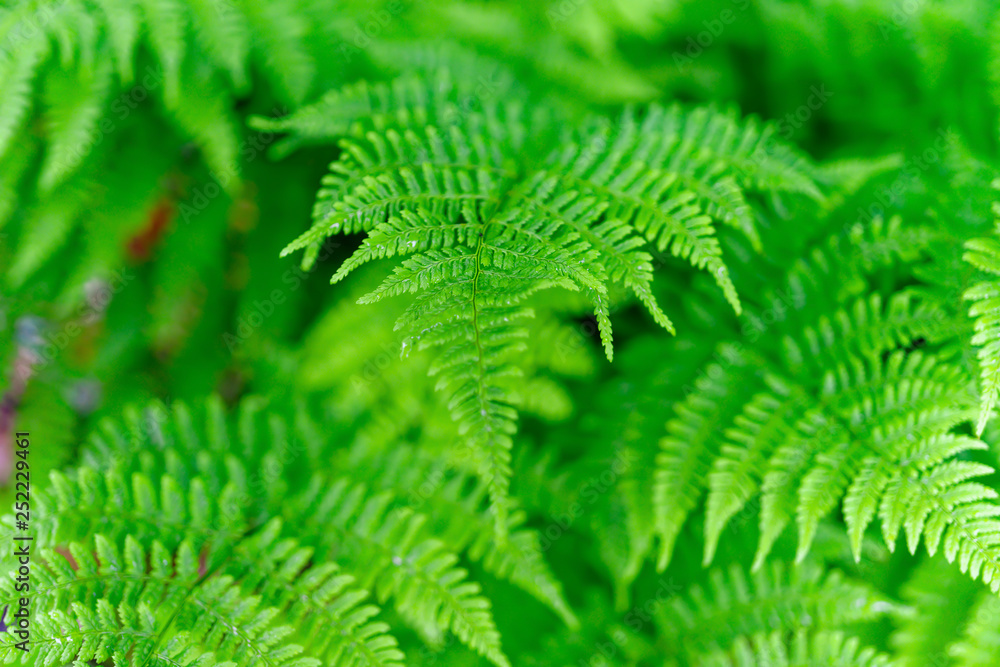 Delicate soft leaves of a woodland fern.