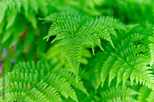Delicate soft leaves of a woodland fern.