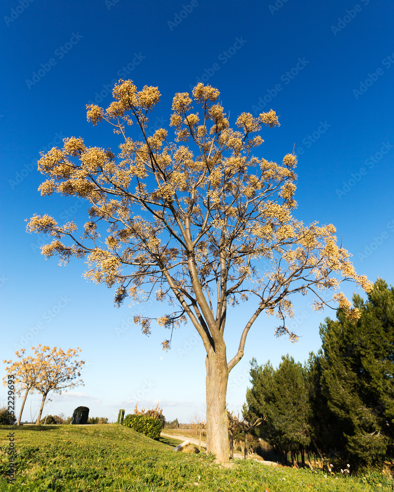 Fototapeta premium Melia azedarach et ses fruits