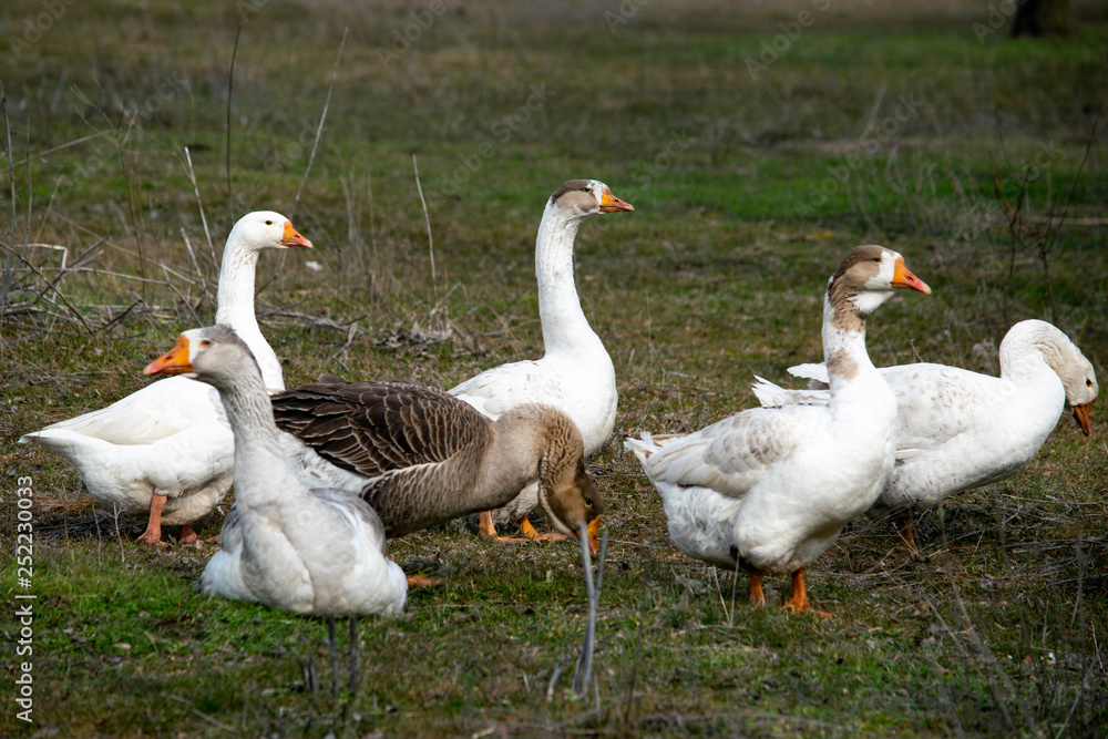 Obraz premium flock of geese grazing on green grass