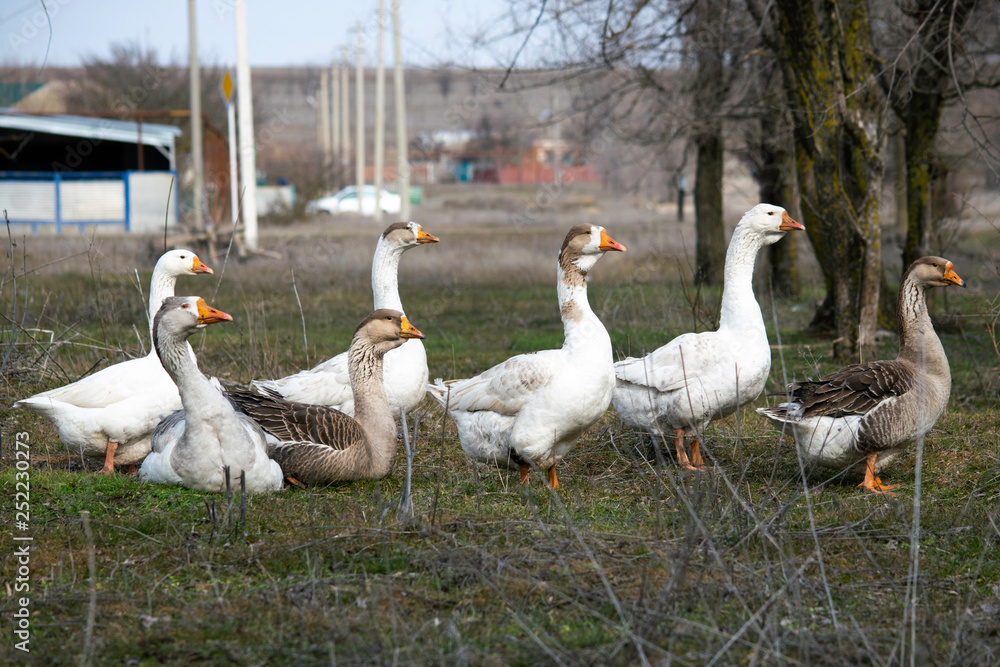 flock of geese grazing on green grass flock of geese grazing on green grass