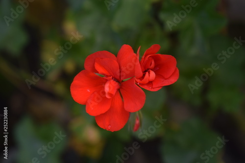 red flower in the garden