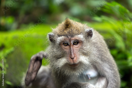 Portrait of a monkey sitting on the dirt in a forest. © momentscatcher
