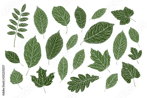 Set of decorative leaves. Nature  summer concept. Vector illustration