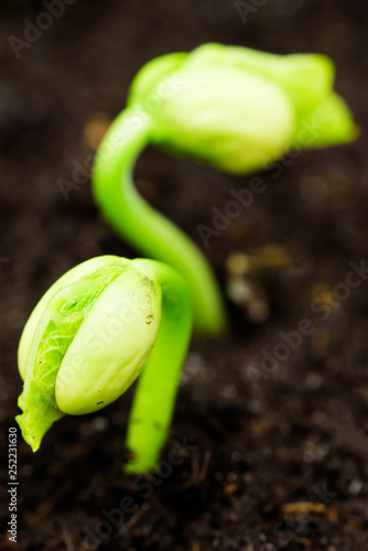 Fresh bean sprout breaking through the soil.