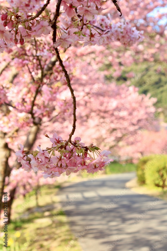Obraz premium 南伊豆 みなみの桜と菜の花祭り