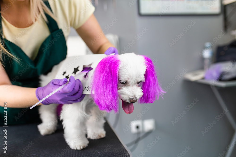 Maltese dog at grooming salon. Groomer dyeing dog's hair using pet hair dye. Maltese dog at grooming salon. Groomer dyeing dog's hair using pet hair dye.