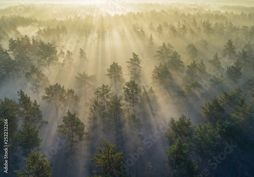 Aerial shot of misty forest during sunrise while sun rays coming through trees