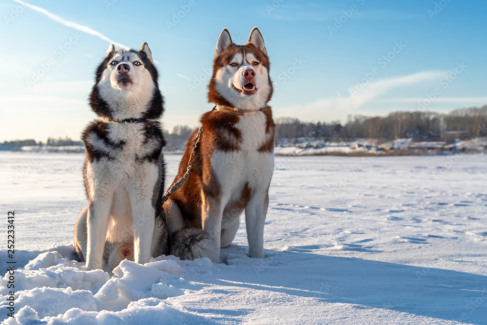 Naklejka premium Husky dogs winter on background. Snow.