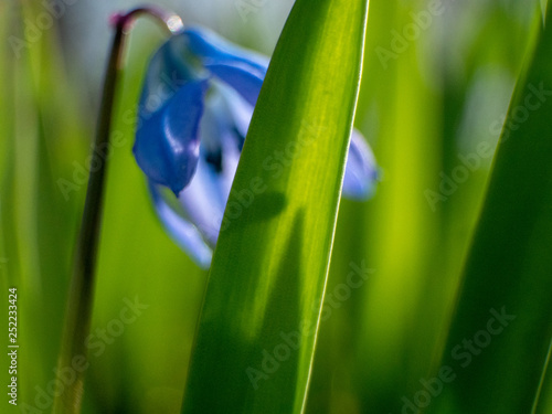 Purple crocus on a green lawn.