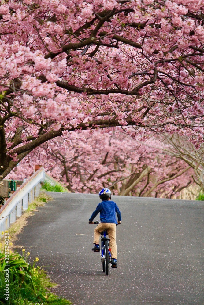 桜並木をサイクリング