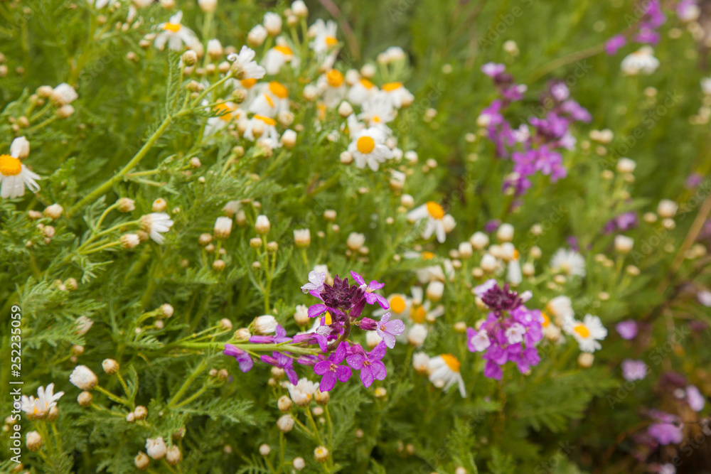 flora of Gran Canaria - Erysimum albescens flora of Gran Canaria - Erysimum albescens