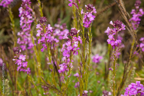 flora of Gran Canaria -  Erysimum albescens