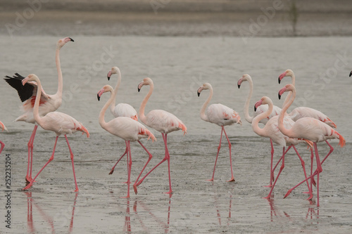 Greater flamingo  Phoenicopterus roseus . Ras Al Khor Wildlife Sanctuary. Dubai. UAE 