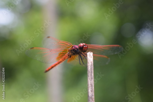 dragonfly