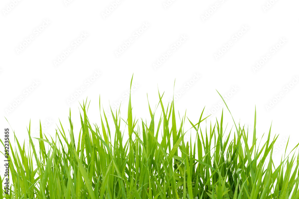 Obraz premium Green grass isolated on white background