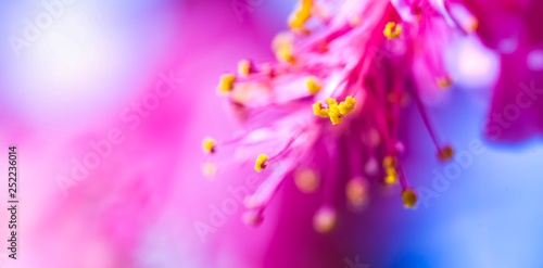 Close up of purple flower petal  soft dreamy blur background