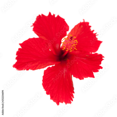 red Hibiscus rosa-sinensis photo