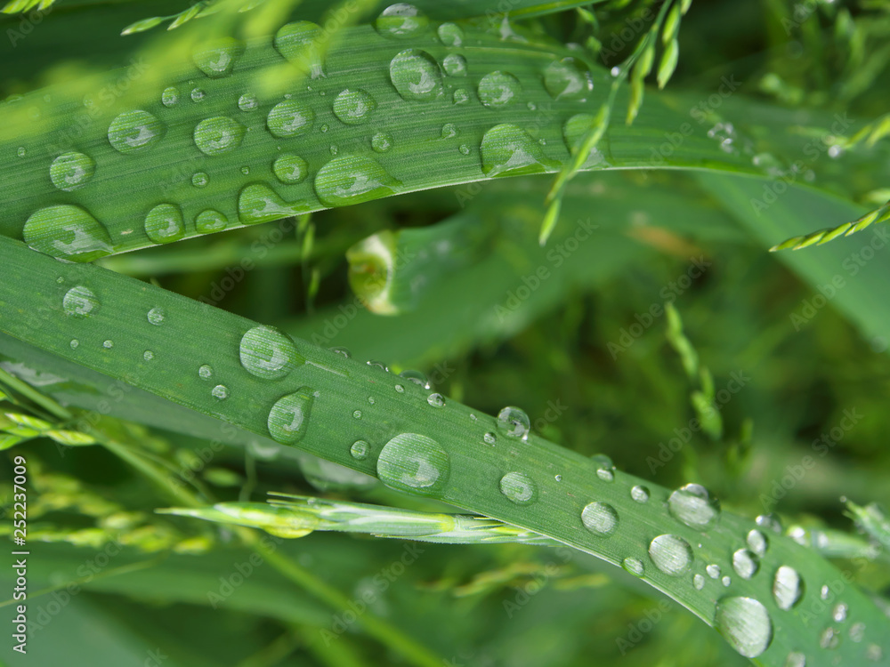 green grass with rain drops in summer day, closeup photo, motning dew green grass with rain drops in summer day, closeup photo, motning dew