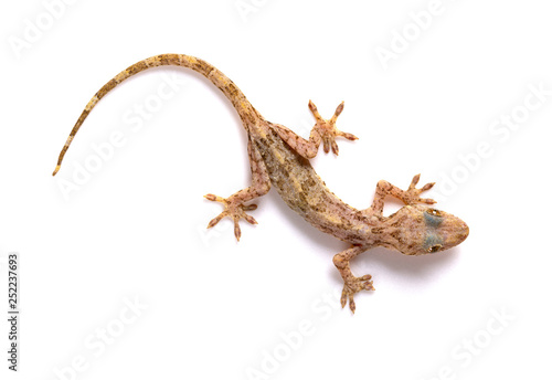 lizard close up on a white background