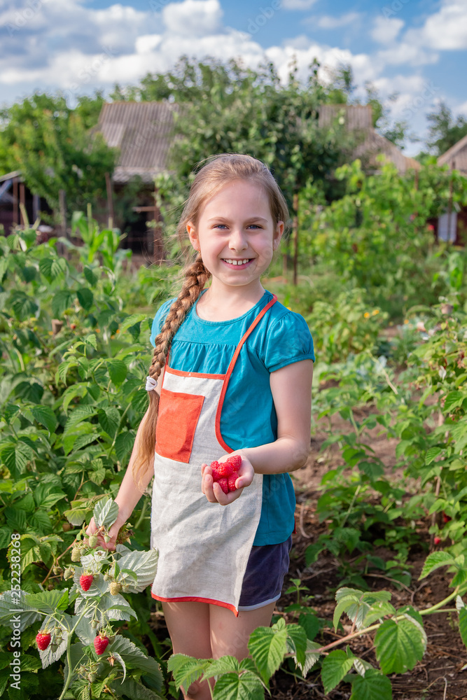 Children's picking raspberries. A cute little girl collects fresh fruits on an organic raspberry farm. Children gardening and picking berries.