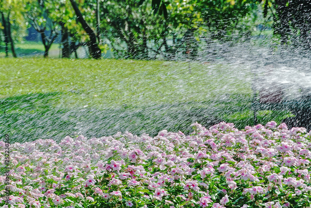 Fototapeta premium Full Frame Background of Spraying Water Over Pink Flower Field