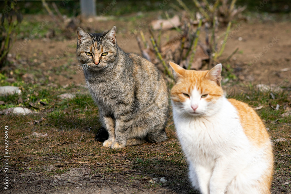 gray cat and ginger cat sit on the lawn gray cat and ginger cat sit on the lawn