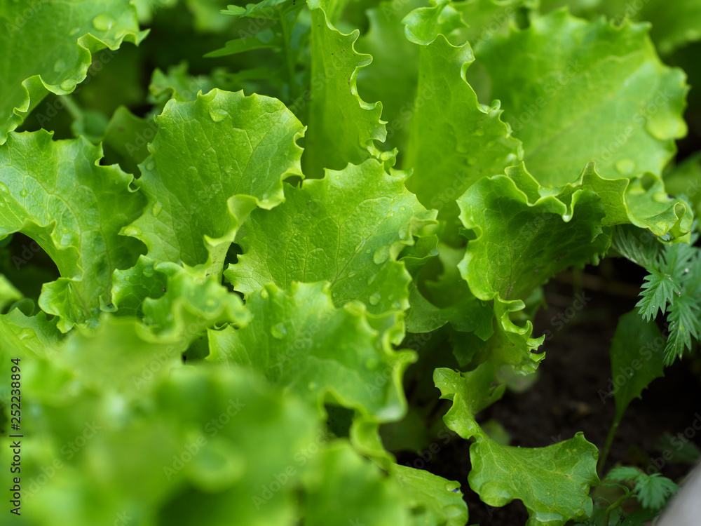 Lettuce grows in the open ground in the garden. Green Lettuce leaves on garden beds in the vegetable field. Garden with the beds of vegetables. Lettuce grows in the open ground in the garden. Green Lettuce leaves on garden beds in the vegetable field. Garden with the beds of vegetables.