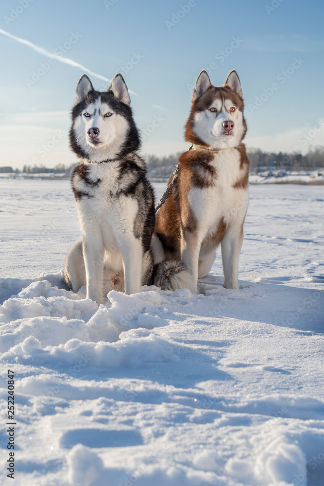 Winter landscape with beautiful siberian husky dogs. Husky dogs sit on white snow.