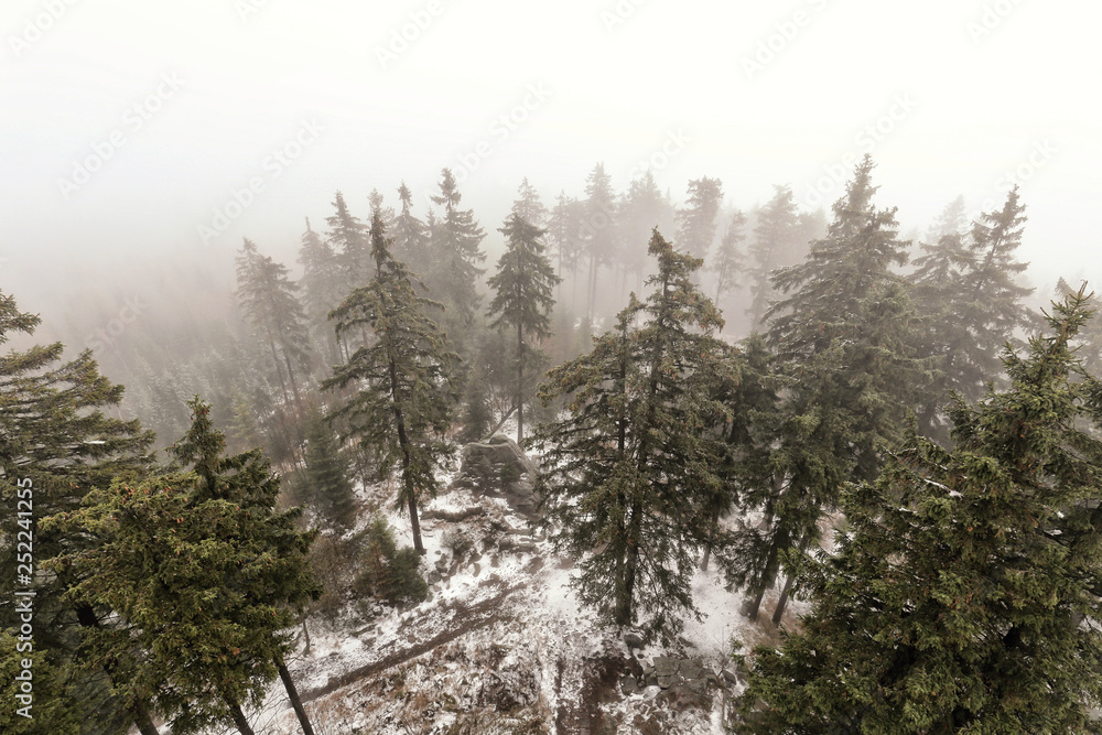 Aerial view of the spruce forest hidden in the winter fog