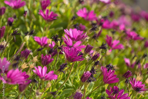 flowering Osteospermum background